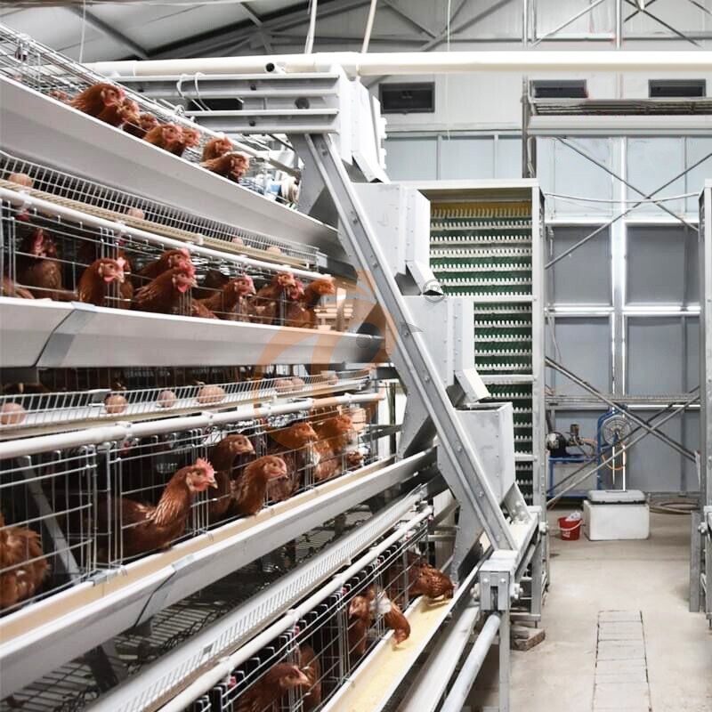 Layer Chicken Cage Design (1)