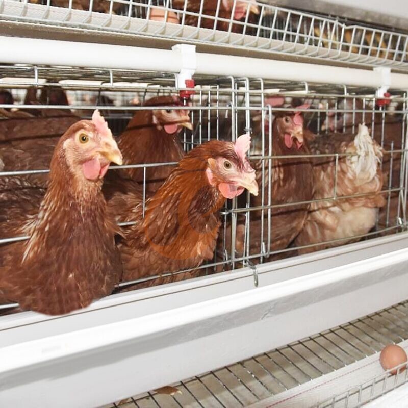 Layer Chicken Cage Design (5)