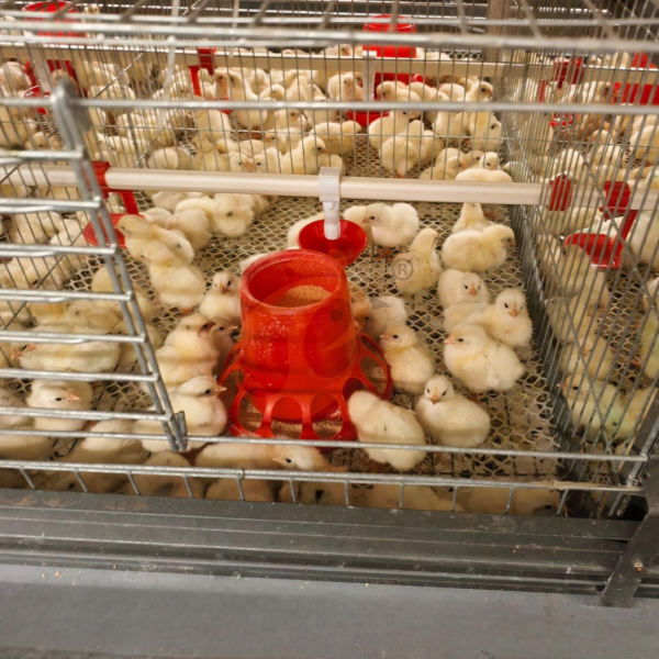 Day Old Chicken Cage Design (10)