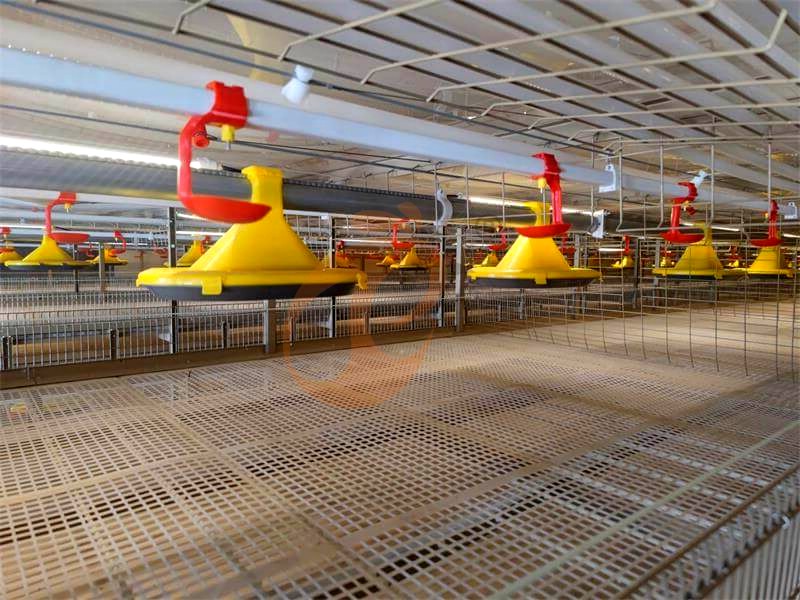 broiler chicken cage design (5)