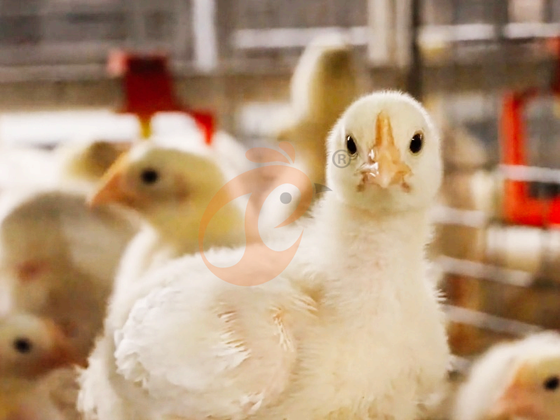 chicken cage design