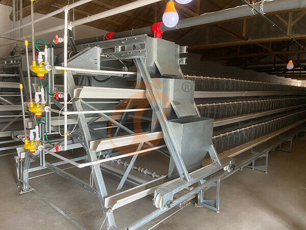 Broiler chicken cage (1)