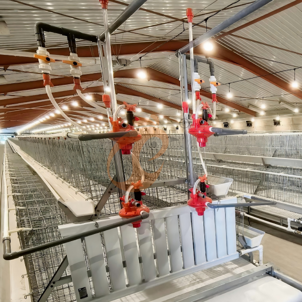 Broiler chicken cage (1)