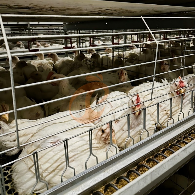 broiler chicken cage (2)