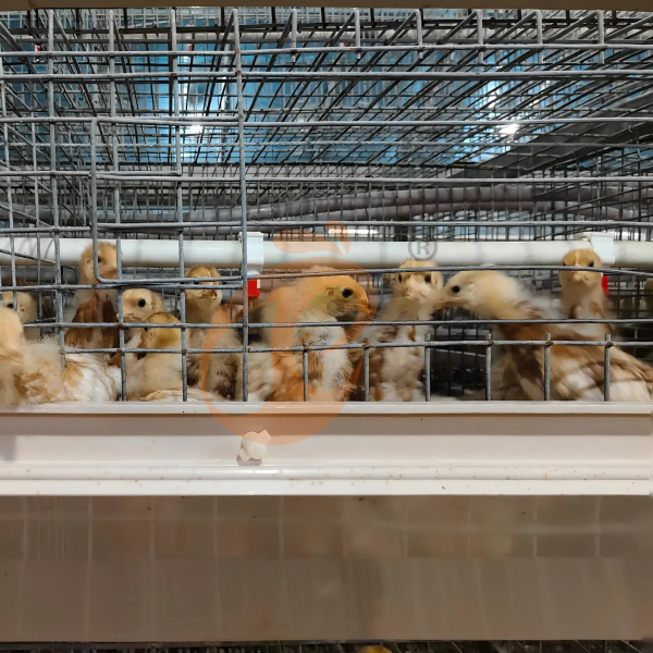 chicken cage design (2)