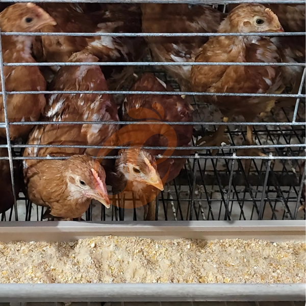 chicken cage design (10)