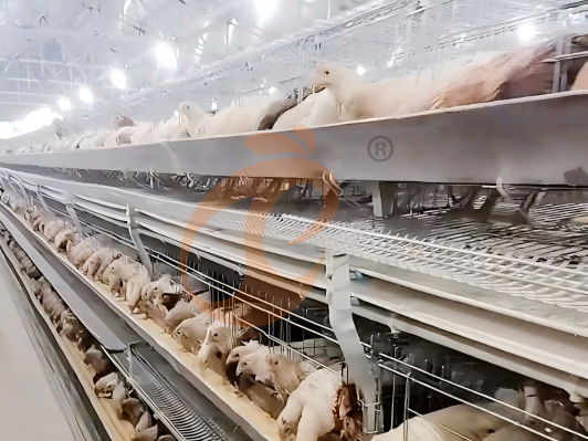 Jaula semiautomática para gallinas ponedoras tipo H