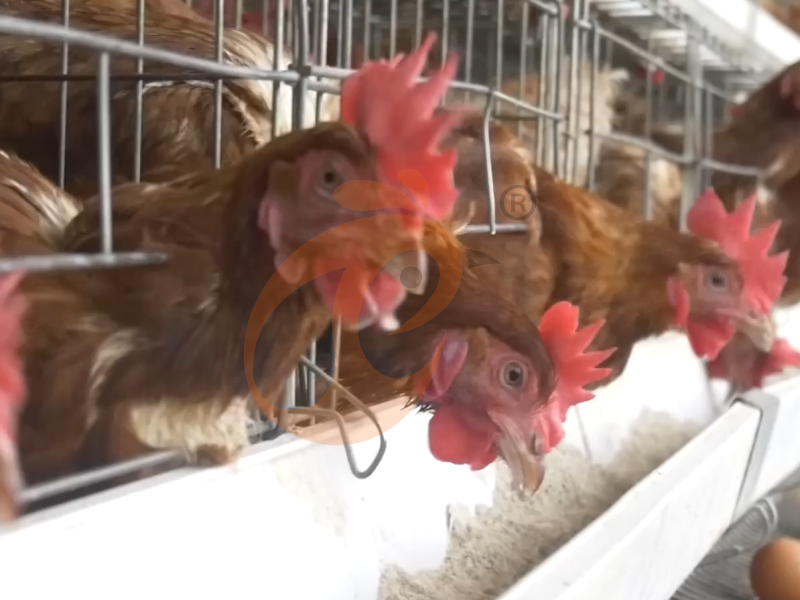 Jaula para gallinas ponedoras semiautomática tipo A