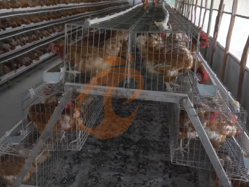 Jaula para gallinas ponedoras semiautomática tipo A