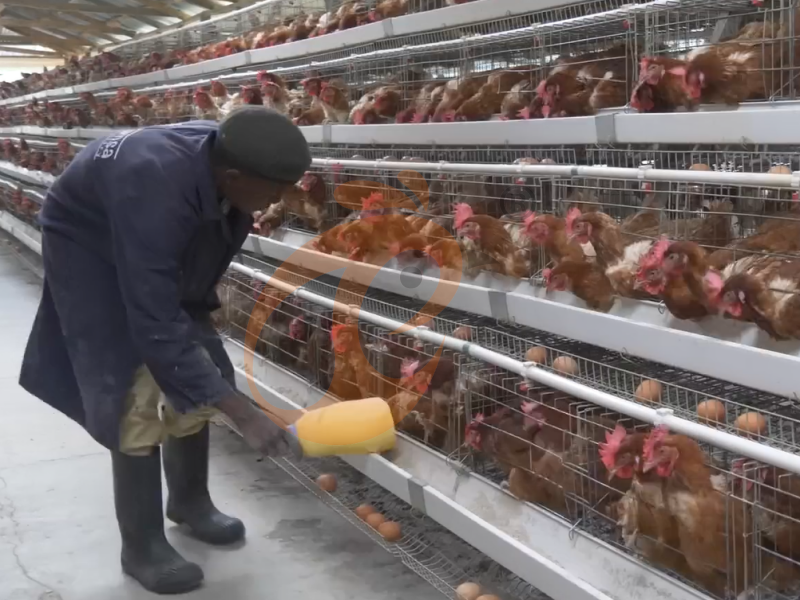 Jaula para gallinas ponedoras semiautomática tipo A