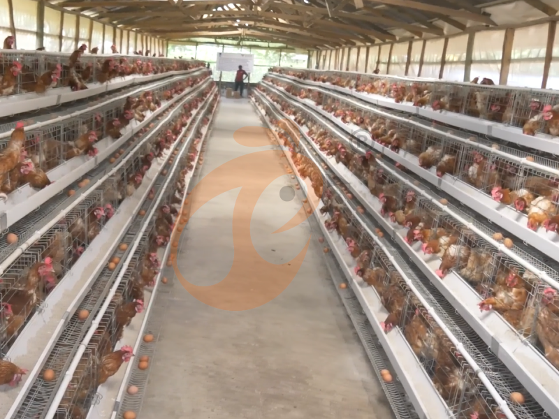 Jaula para gallinas ponedoras semiautomática tipo A