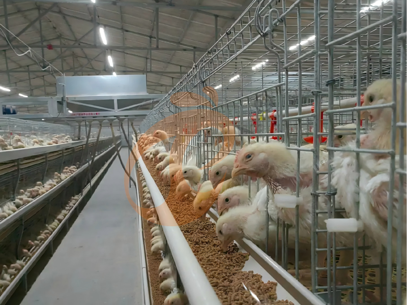 Diseño de jaula para pollos de engorde tipo H semiautomática