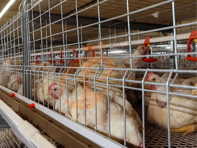 Diseño de jaula para pollos de engorde tipo H semiautomática