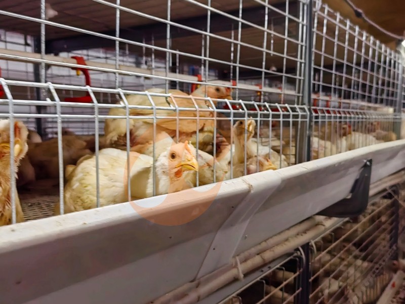 broiler chicken cage  (12)