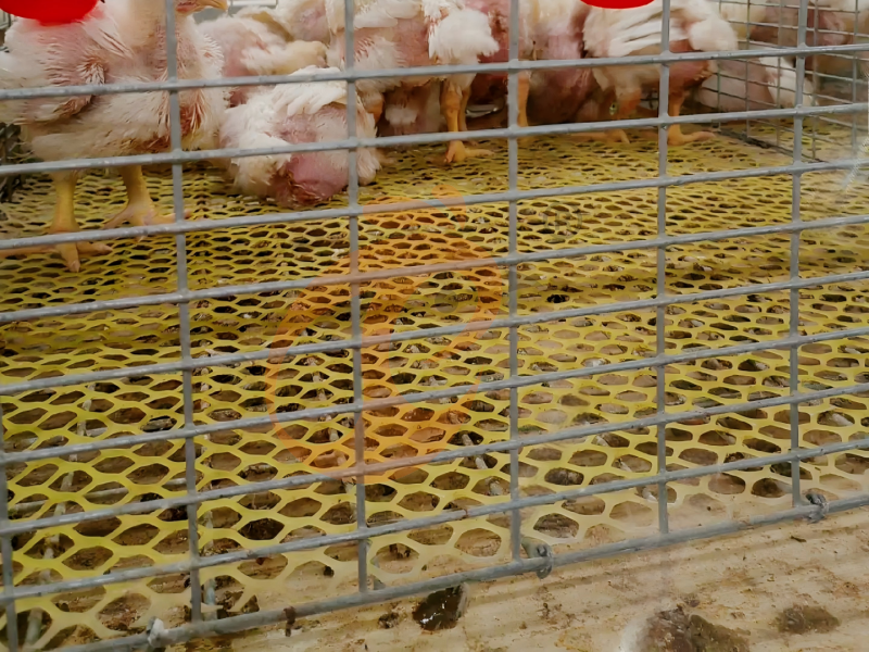 Diseño de jaula para pollos de engorde tipo H semiautomática