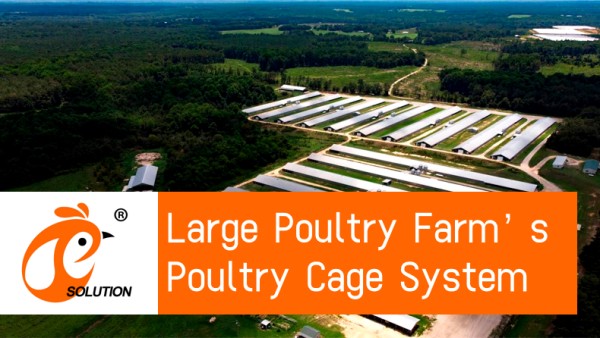 battery cage poultry farm (1) battery cage poultry farm (1)