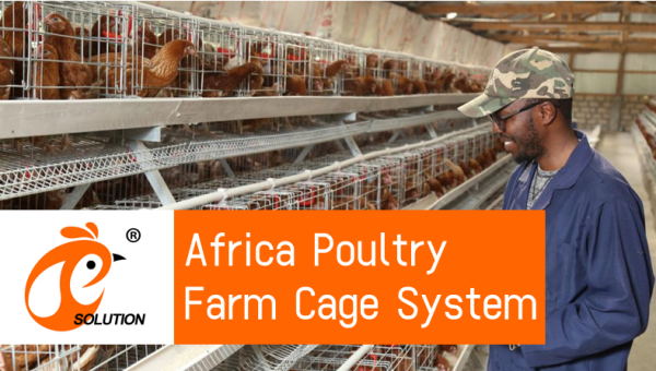 Granja avícola de Ghana jaula de pollo de diseño, 4 niveles de galvanizado A Tipo de jaula de pollo para la venta, 160 aves por juego