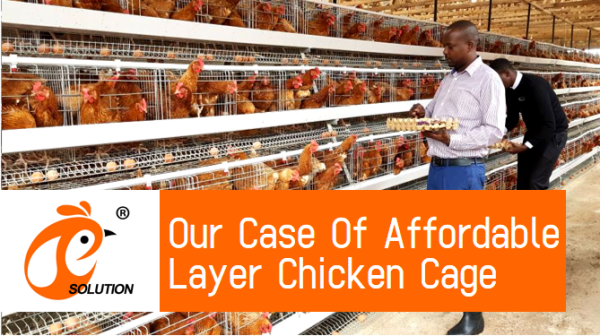 Nigeria Aves de corral de pollo de la batería de diseño de la jaula, 4 niveles de galvanizado A Tipo de jaula de pollo para la venta, 160 aves por juego