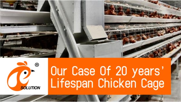 battery cage poultry farm (6)