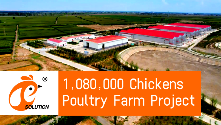 China 1,080,000 Ponedoras, Tipo H 5-Tier Automatic Poultry Battery Cage System Design For Sale