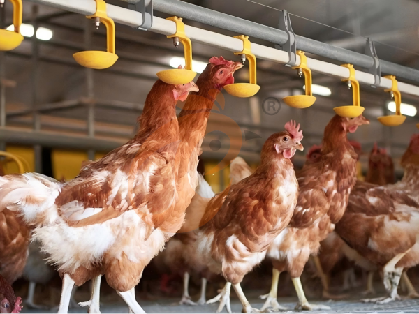 Sistema de Cama Profunda para Gallinas Ponedoras