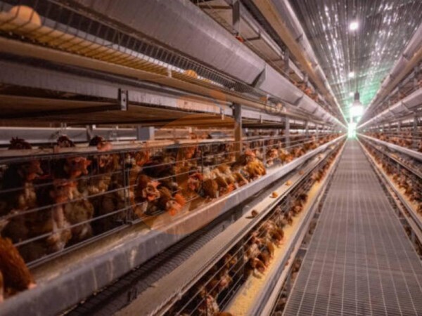 chicken battery cage poultry farming (13)