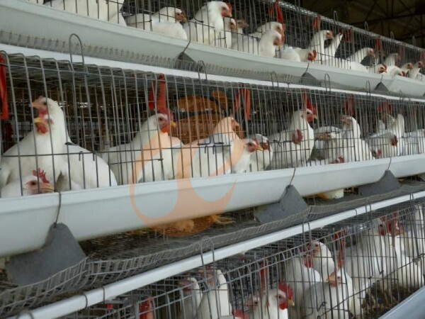 chicken battery cage poultry farm (46)
