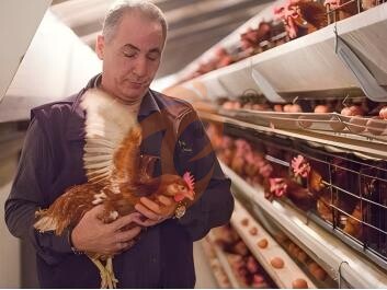 battery cage poultry farming (12)