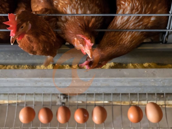 chicken battery cage poultry farm  (22)
