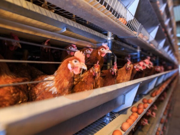 chicken battery cage poultry farming (81)