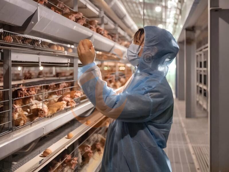 battery cage poultry farming 0 (19)