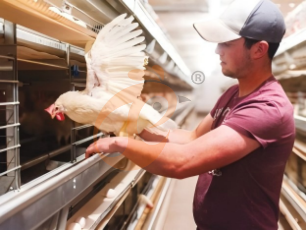 H A chicken battery cage for layers in poultry farm (14)