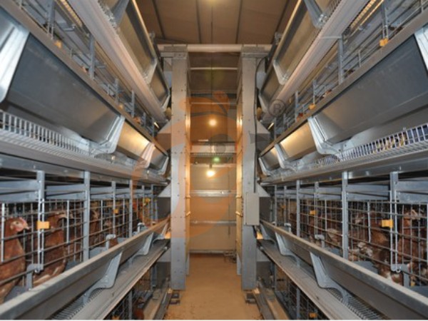 H A chicken battery cage for layers in poultry farm (22)