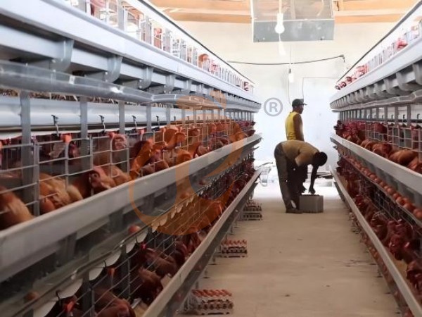 H A chicken battery cage for layers in poultry farm (26)