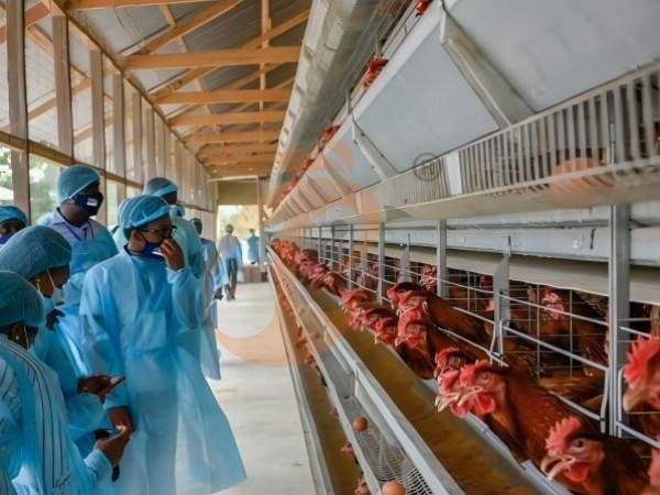 H A chicken battery cage for layers in poultry farm (32)