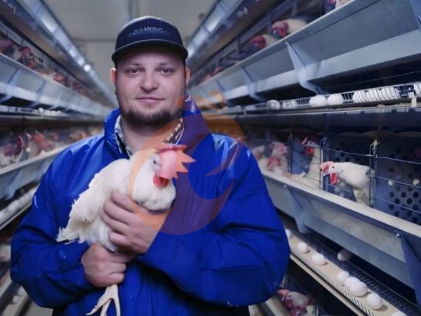 ¿Cuál es la vida útil de las jaulas industriales para gallinas ponedoras tipo H de Etiopía?