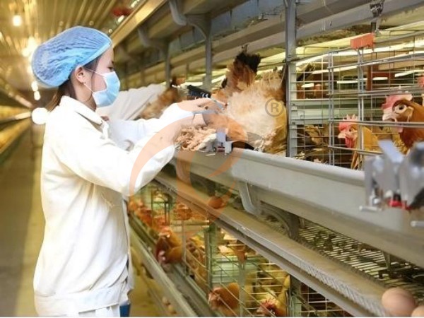 ¿Qué afecta el costo del sistema de jaulas para pollos avícolas de Etiopía? 6 factores principales