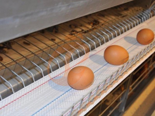 ¿Cuál es el precio del sistema de jaulas para aves de corral? 5 factores clave de costo explicados