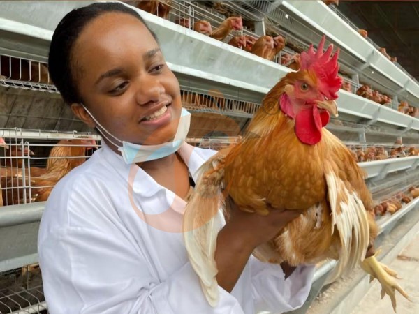 Jaula Tipo A vs Sistema Libre en Etiopía: ¿Cuál es Más Rentable para Gallinas Ponedoras?