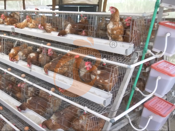 A H layer chicken battery cage price in poultry farm (20)