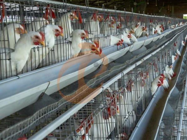 ¿Cómo mantener una jaula para gallinas ponedoras tipo A? 6 consejos de bajo costo