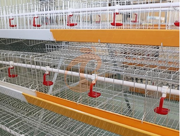 Guía de compra de sistemas automáticos de agua para aves de corral: precio, limpieza y preguntas frecuentes