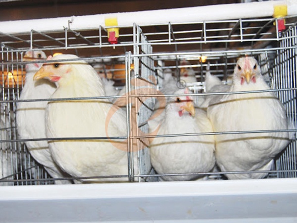 Broiler Cage2 (2)