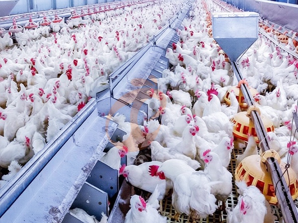 Floor Rearing Poultry System2 (9)