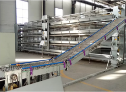 Los clientes prefieren más el sistema de jaulas en batería en avicultura