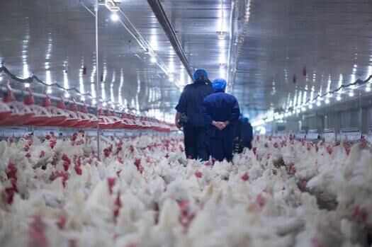 Cómo criar pollos de engorde en jaulas en batería