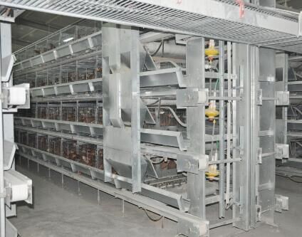 Las medidas necesarias a tener en cuenta en una jaula en batería para evitar la contaminación de las aves de corral