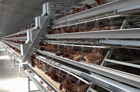 10 consejos para desinfectar un gallinero