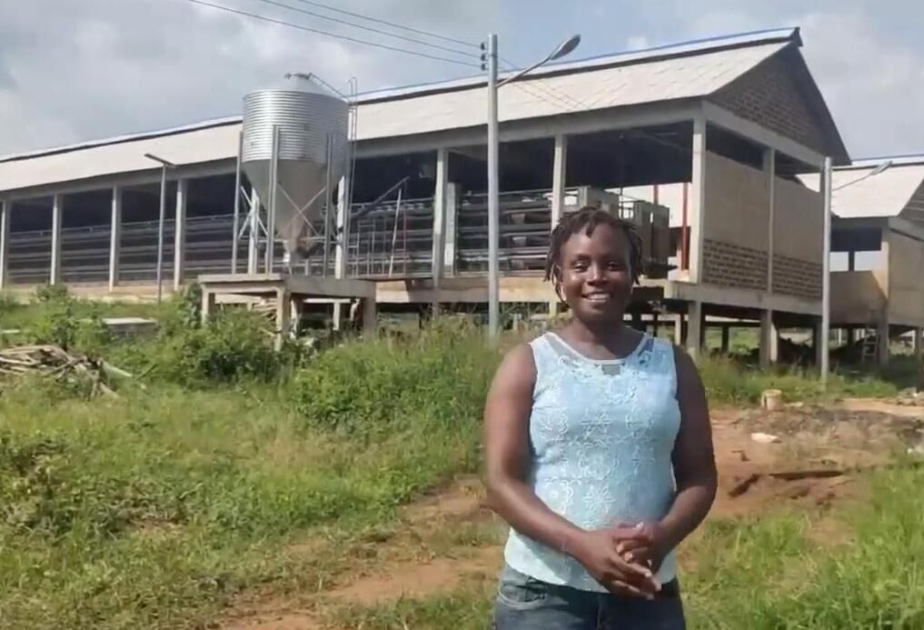 Cómo funciona la producción de pollos de engorde en las granjas avícolas de Nigeria