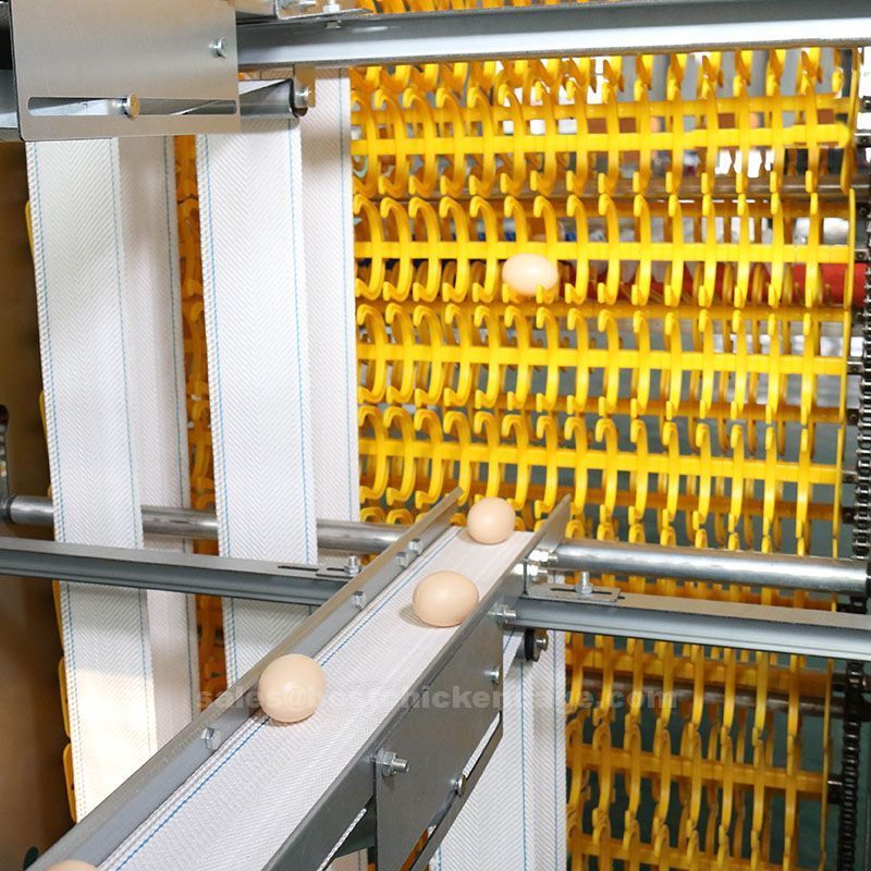 鸡笼或蛋鸡笼H (26).jpg 鸡笼或蛋鸡笼H (26).jpg